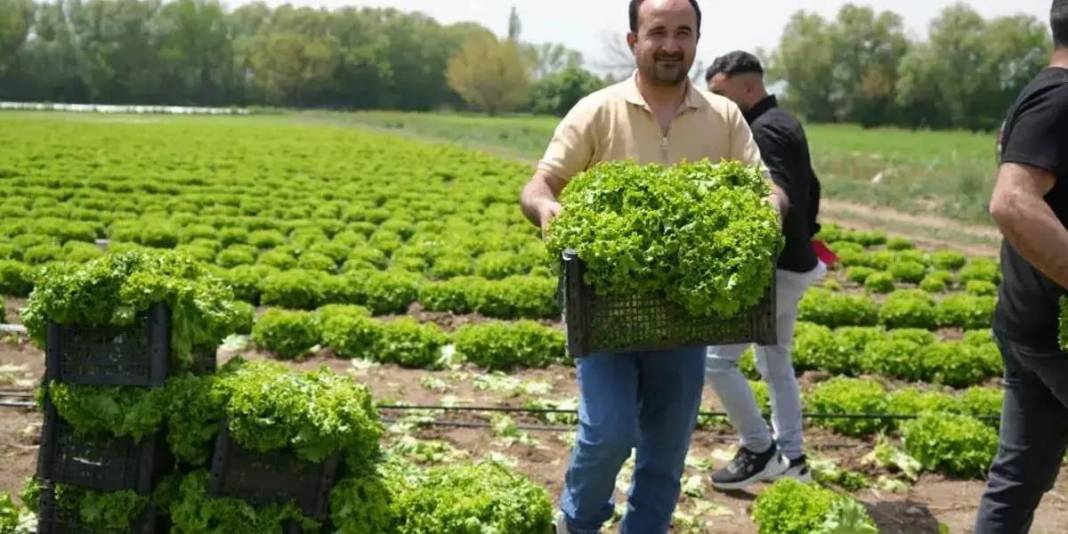 Doğu’nun Çukurovası’nda hasat heyecanı! 200 ton üzeri verim bekleniyor 3